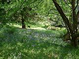 BlueBell Woods 